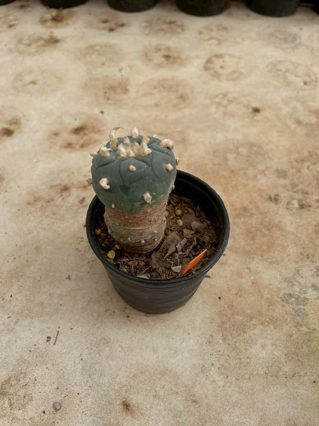 Lophophora williamsii – Peyote Cactus (3-4 cm, Own Root)