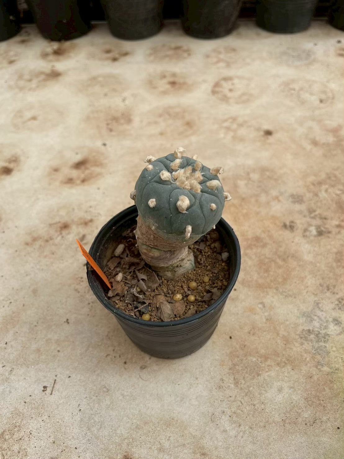 Lophophora williamsii – Peyote Cactus (3-4 cm, Own Root)