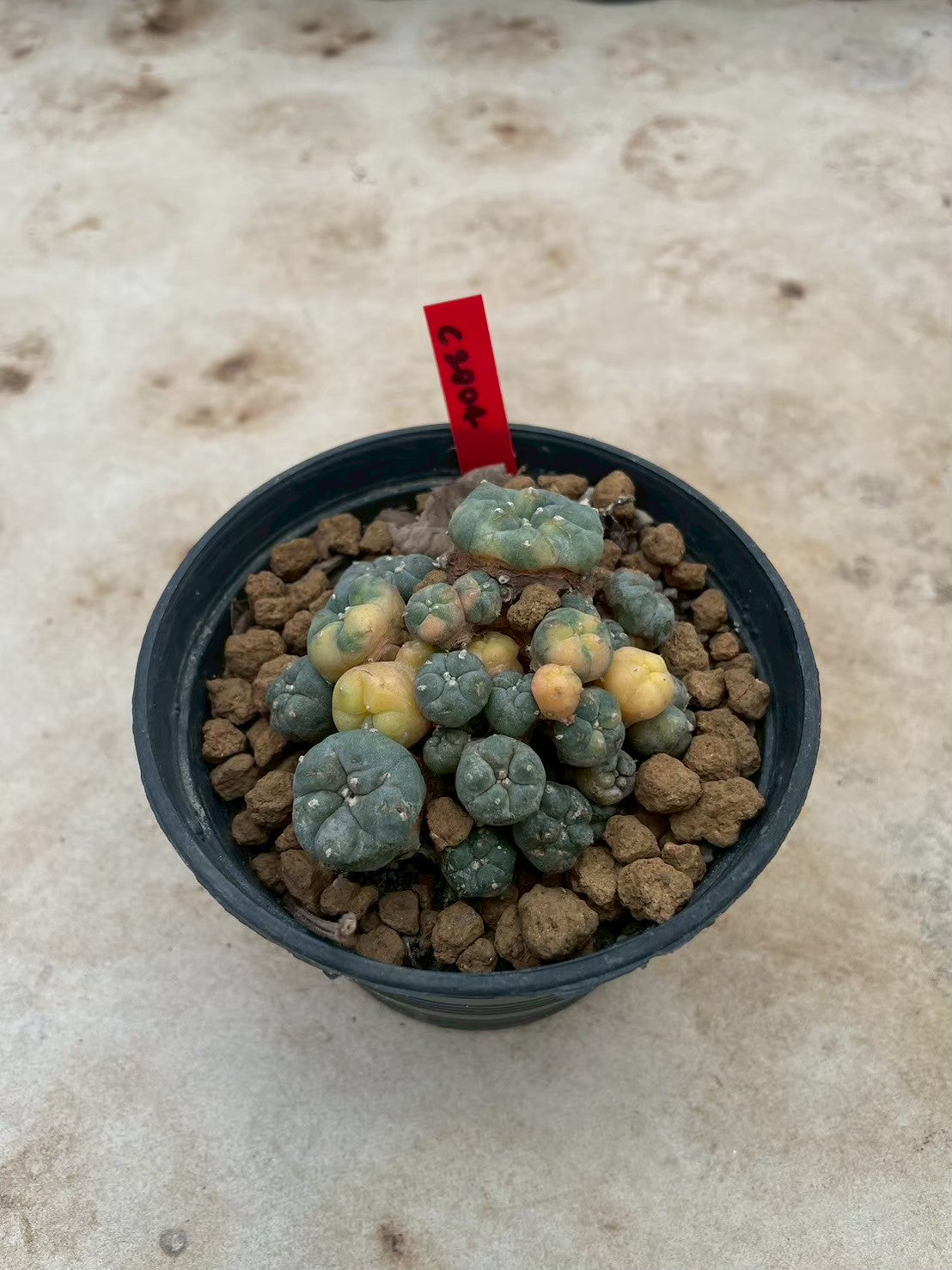 Lophophora williamsii variegata  – Peyote Cactus (3-4 cm, Own Root)