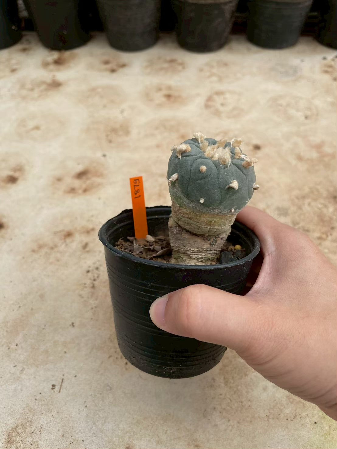 Lophophora williamsii – Peyote Cactus (3-4 cm, Own Root)