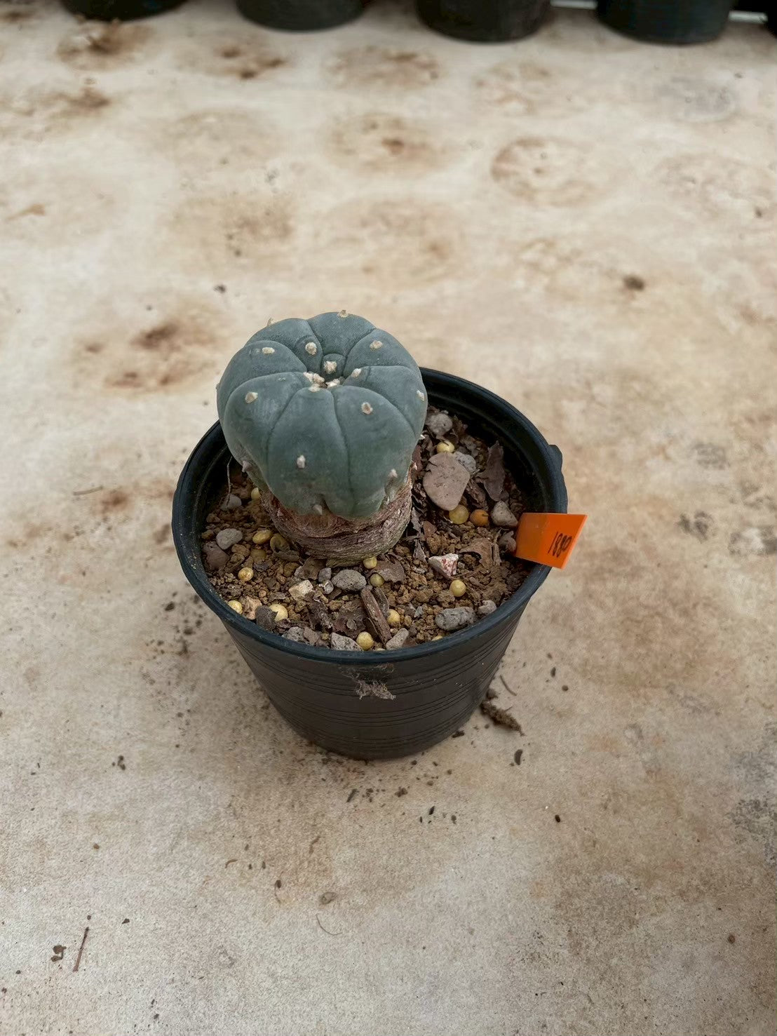 Lophophora williamsii – Peyote Cactus (3-4 cm, Own Root)