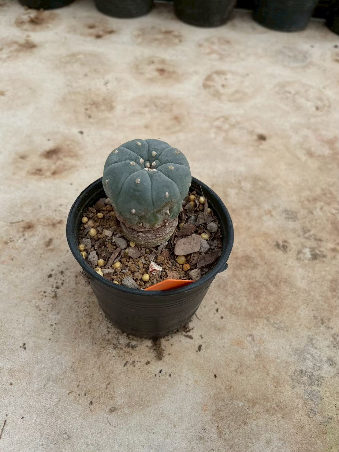 Lophophora williamsii – Peyote Cactus (3-4 cm, Own Root)