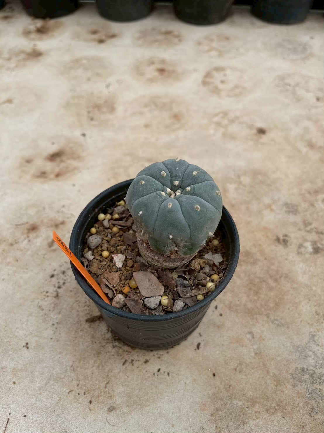 Lophophora williamsii – Peyote Cactus (3-4 cm, Own Root)