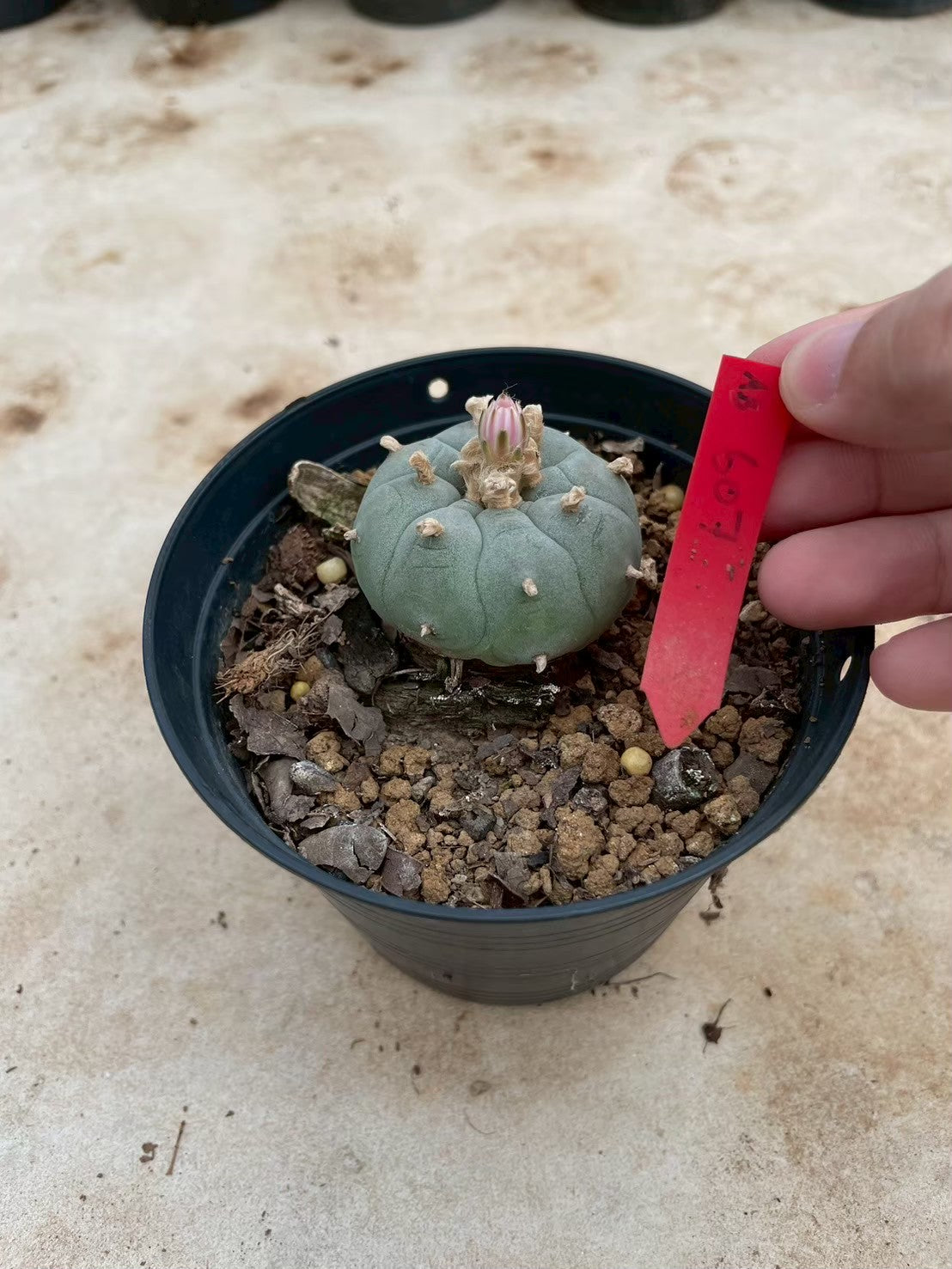 Lophophora williamsii – Peyote Cactus (3-4 cm, Own Root)