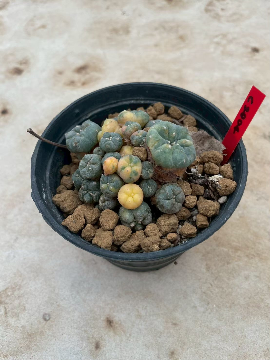 Lophophora williamsii variegata  – Peyote Cactus (3-4 cm, Own Root)