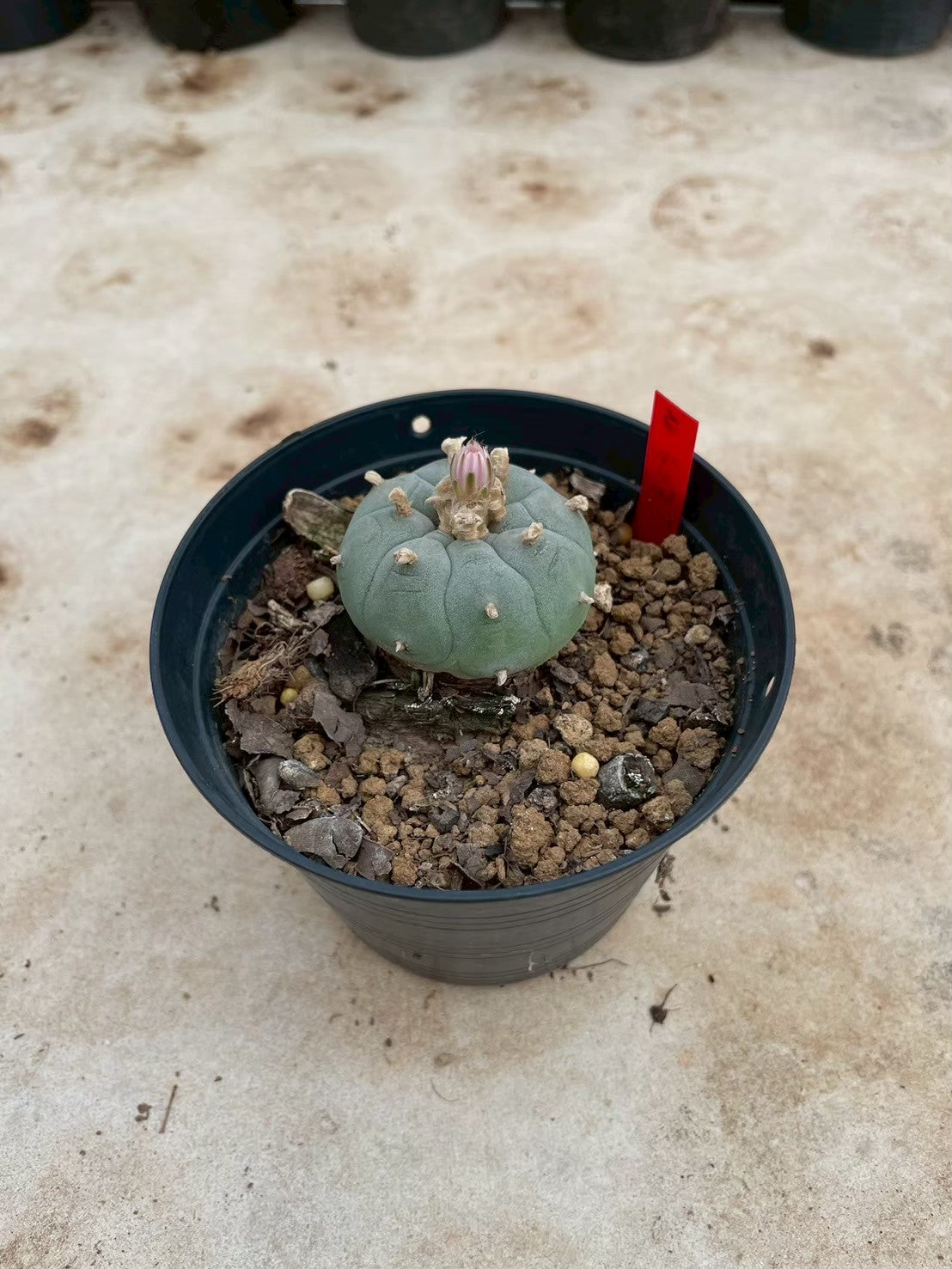 Lophophora williamsii – Peyote Cactus (3-4 cm, Own Root)