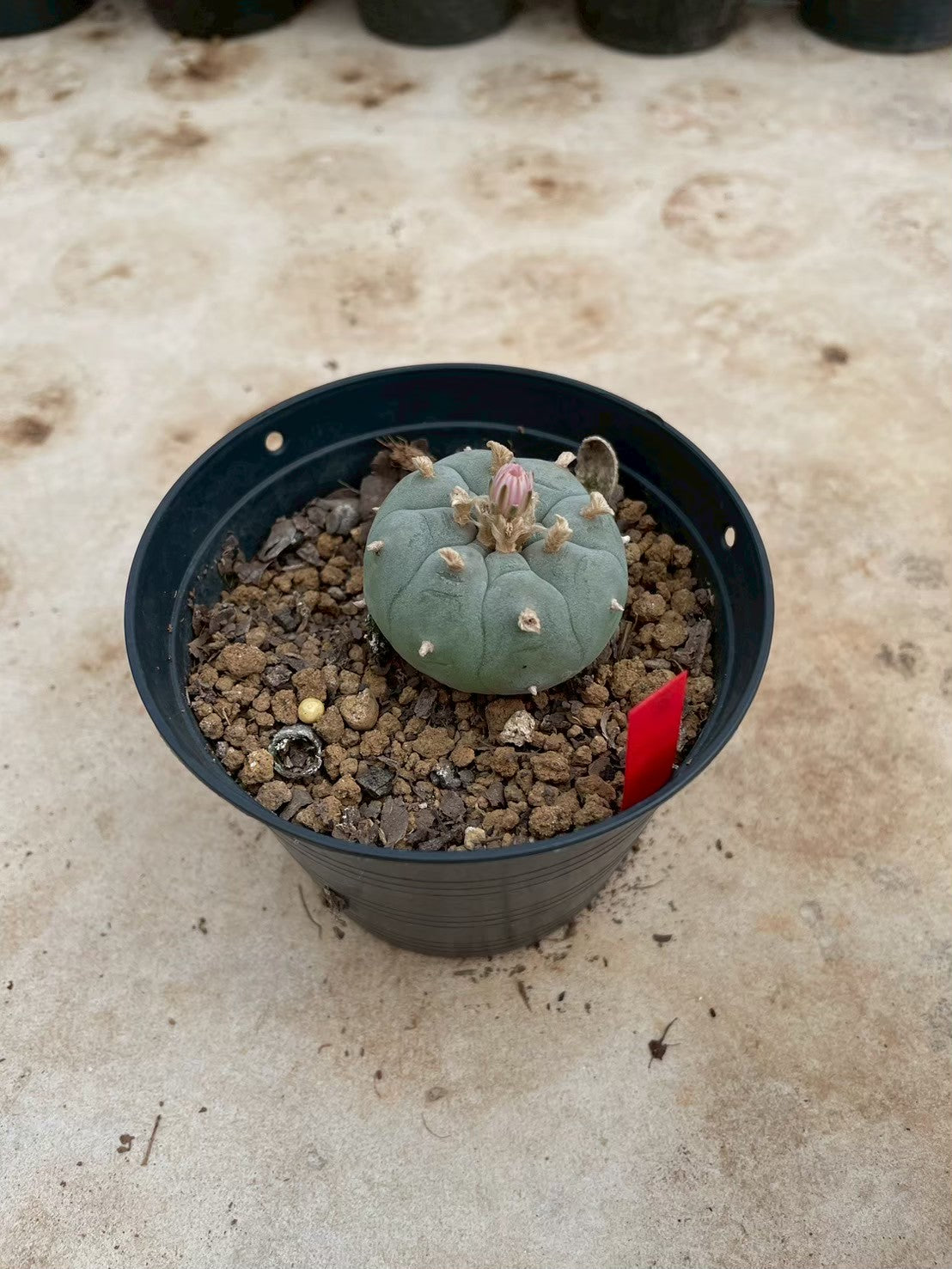 Lophophora williamsii – Peyote Cactus (3-4 cm, Own Root)