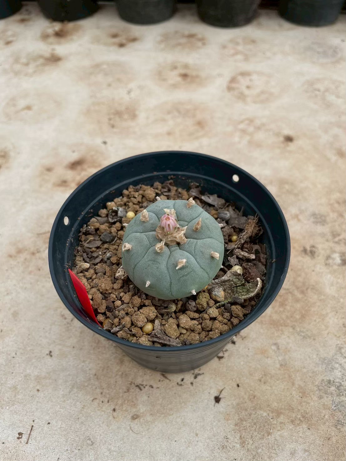 Lophophora williamsii – Peyote Cactus (3-4 cm, Own Root)