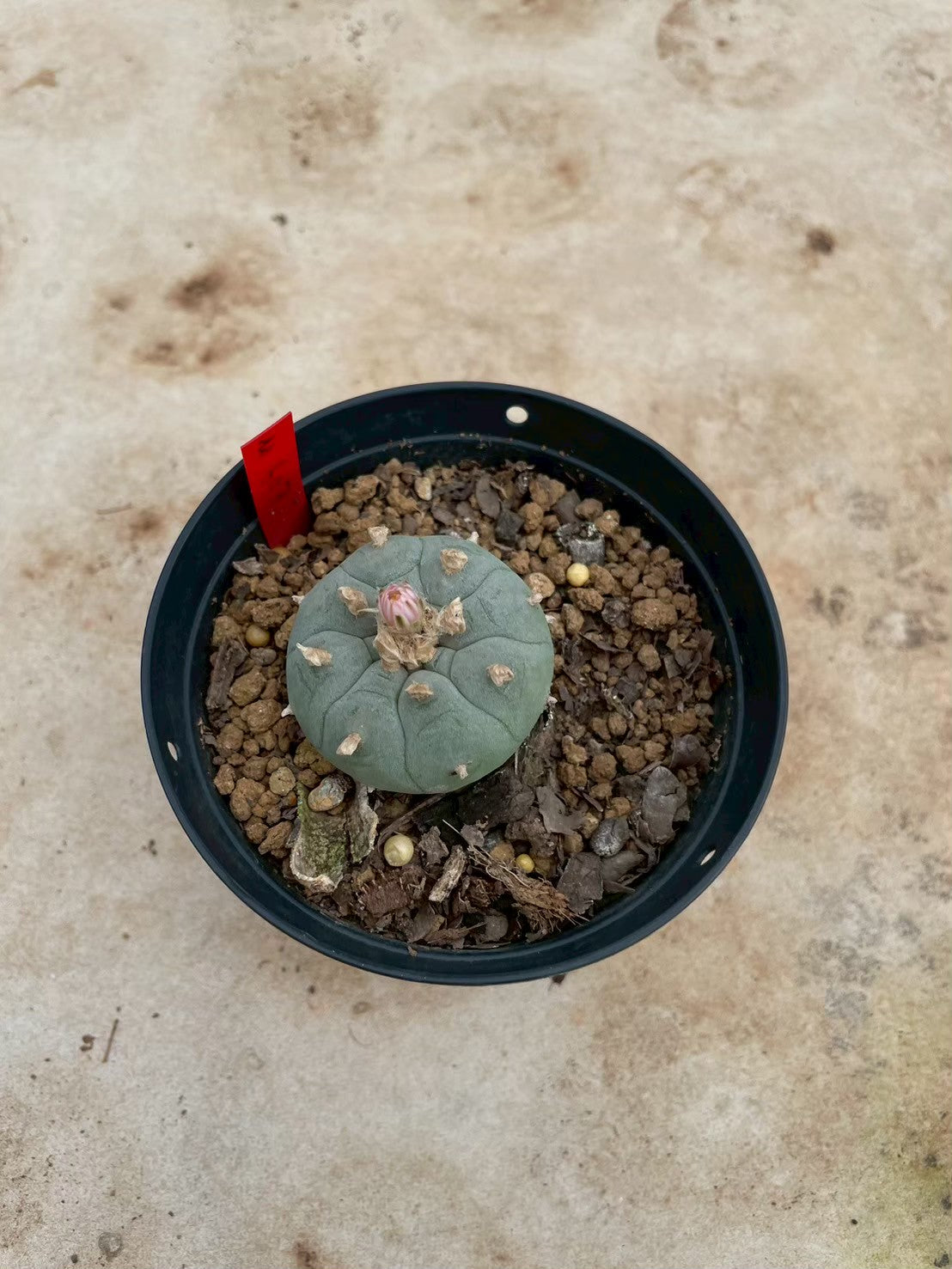 Lophophora williamsii – Peyote Cactus (3-4 cm, Own Root)