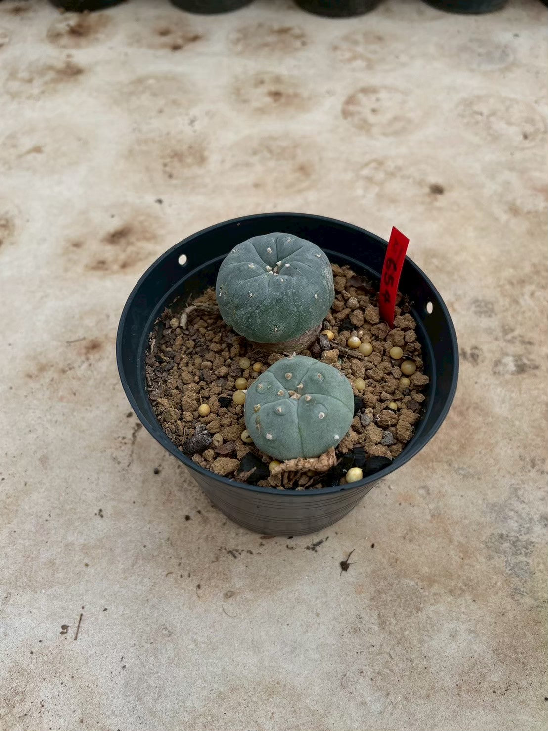 Lophophora williamsii – Peyote Cactus (3-4 cm, Own Root)