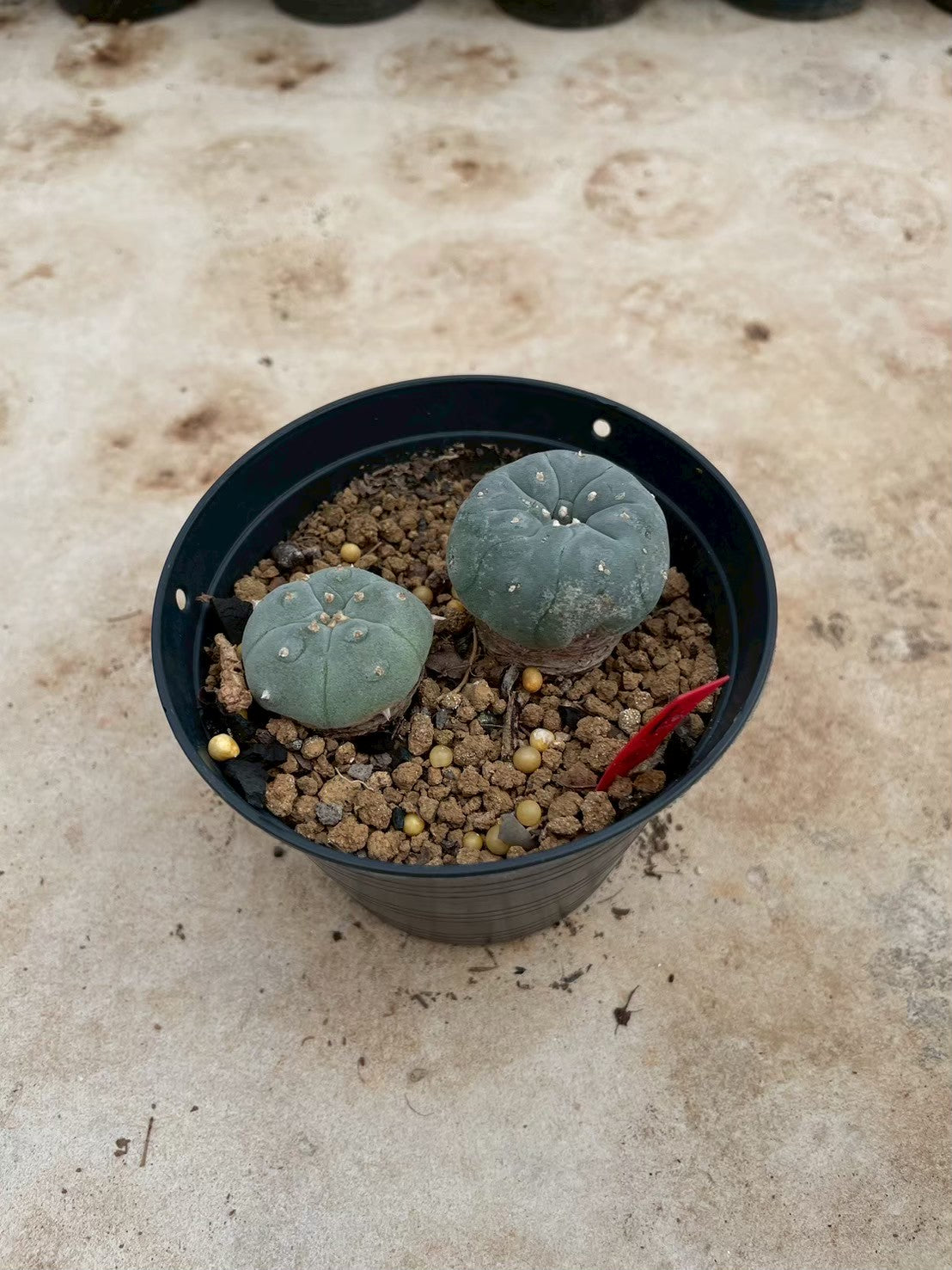 Lophophora williamsii – Peyote Cactus (3-4 cm, Own Root)