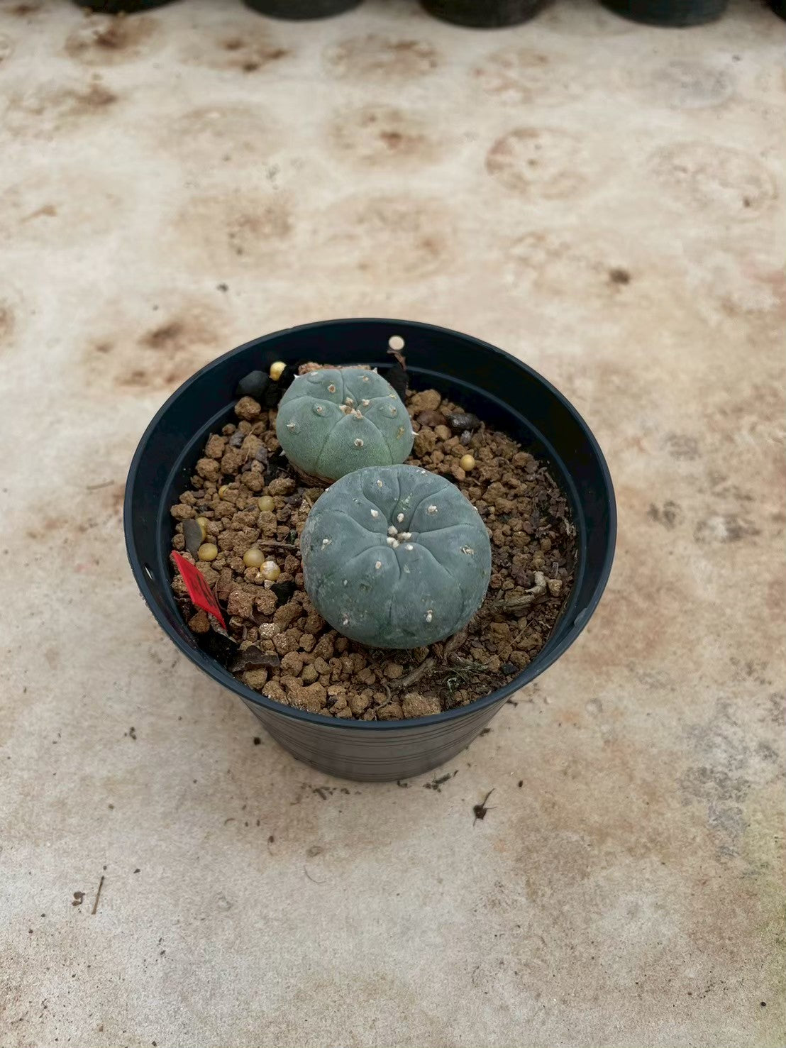 Lophophora williamsii – Peyote Cactus (3-4 cm, Own Root)