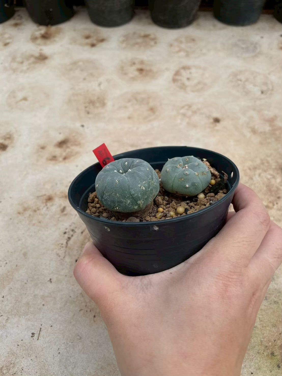 Lophophora williamsii – Peyote Cactus (3-4 cm, Own Root)