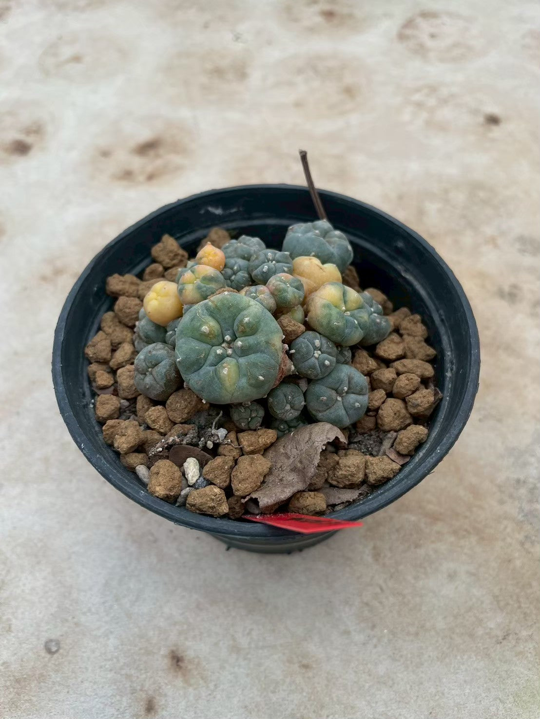 Lophophora williamsii variegata  – Peyote Cactus (3-4 cm, Own Root)
