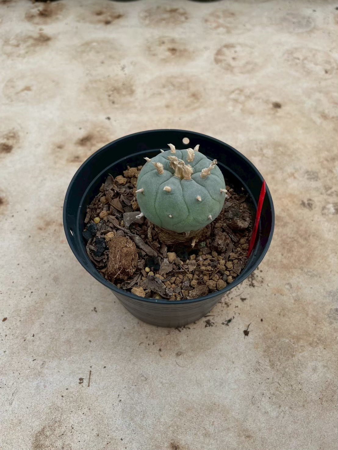 Lophophora williamsii – Peyote Cactus (3-4 cm, Own Root)