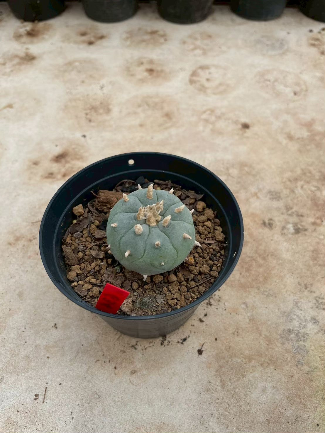 Lophophora williamsii – Peyote Cactus (3-4 cm, Own Root)