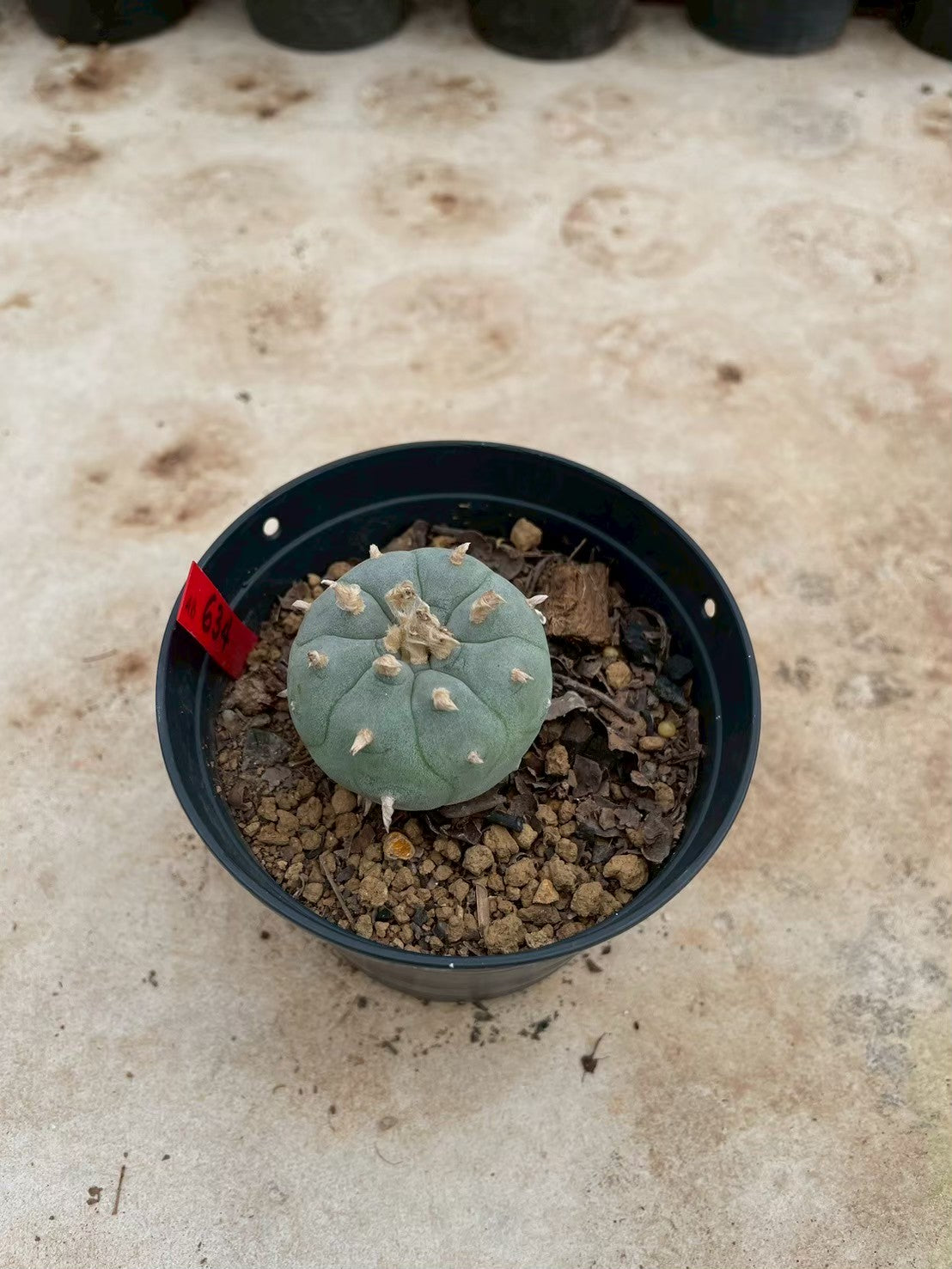 Lophophora williamsii – Peyote Cactus (3-4 cm, Own Root)