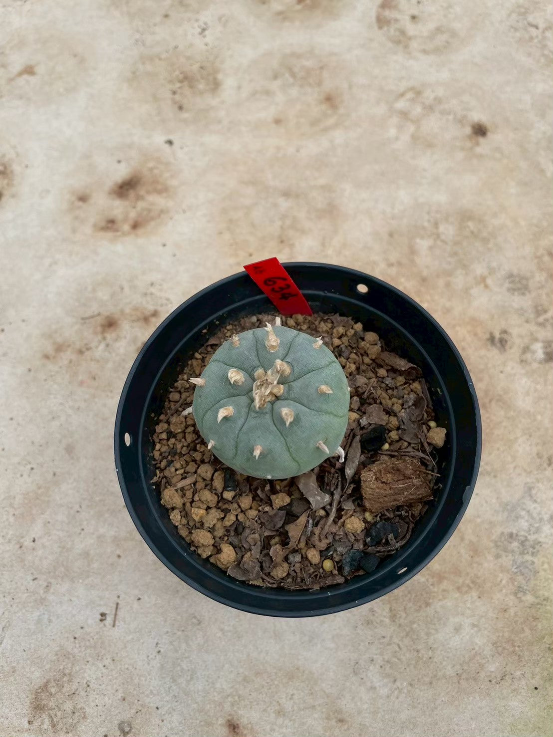 Lophophora williamsii – Peyote Cactus (3-4 cm, Own Root)