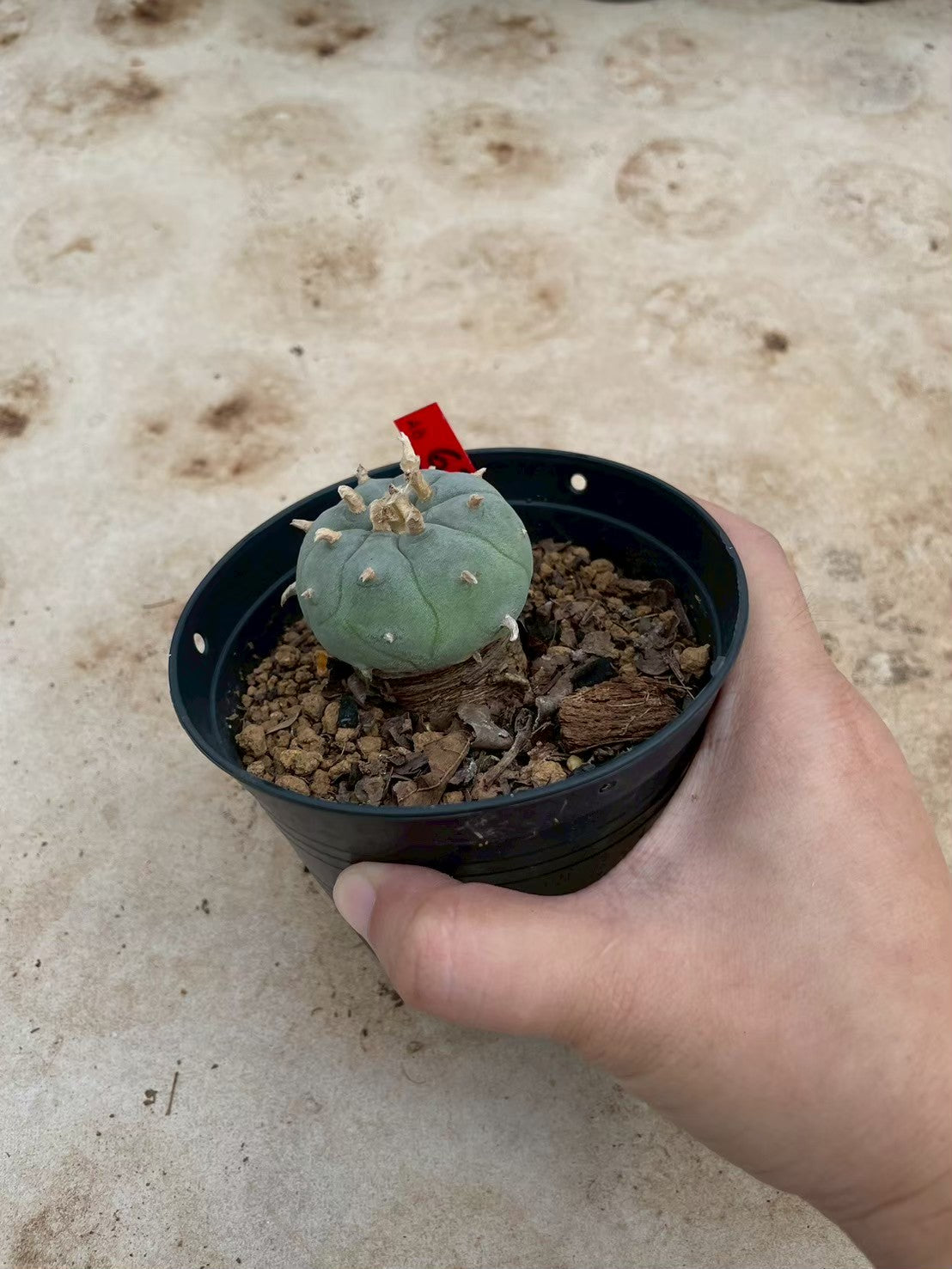 Lophophora williamsii – Peyote Cactus (3-4 cm, Own Root)