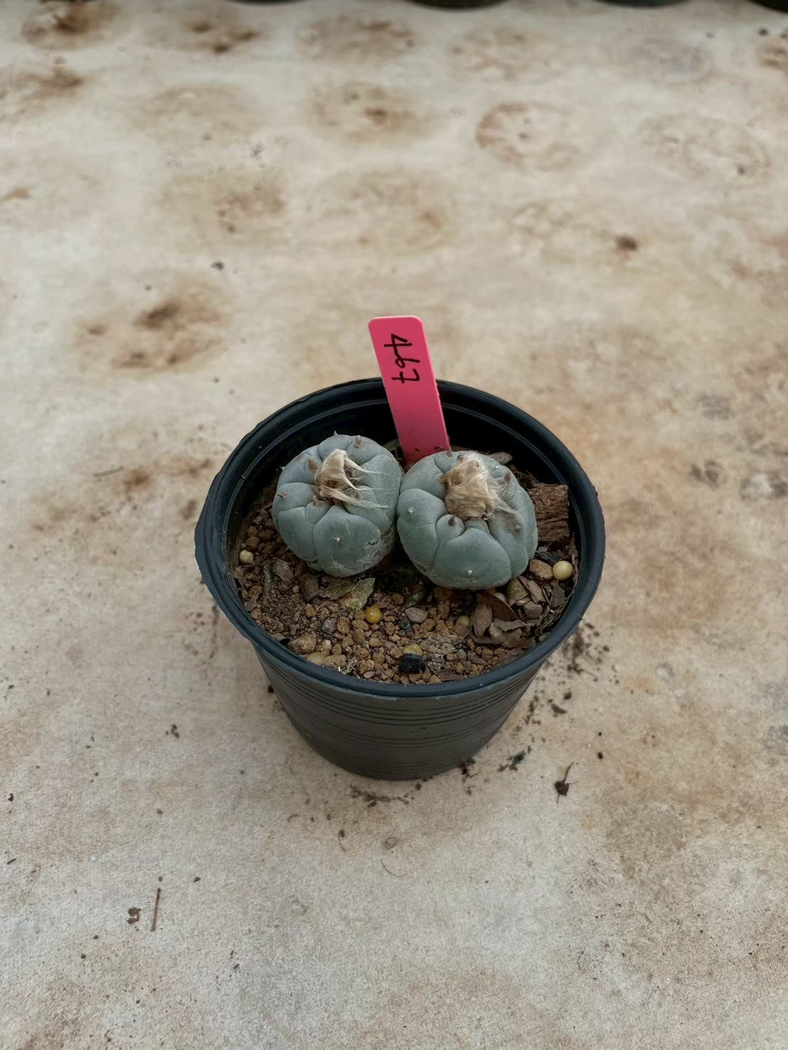 Lophophora williamsii Twin – Peyote Cactus (3-4 cm, Own Root)