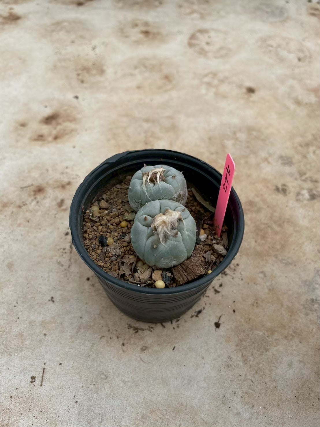 Lophophora williamsii Twin – Peyote Cactus (3-4 cm, Own Root)