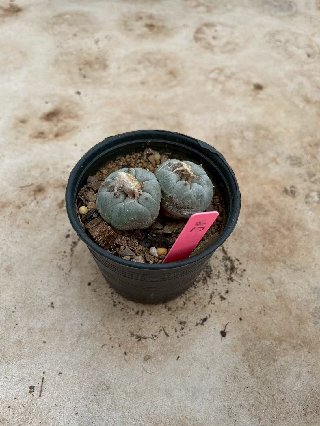 Lophophora williamsii Twin – Peyote Cactus (3-4 cm, Own Root)