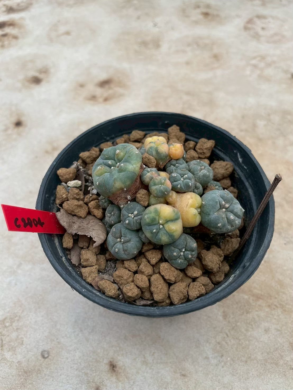 Lophophora williamsii variegata  – Peyote Cactus (3-4 cm, Own Root)