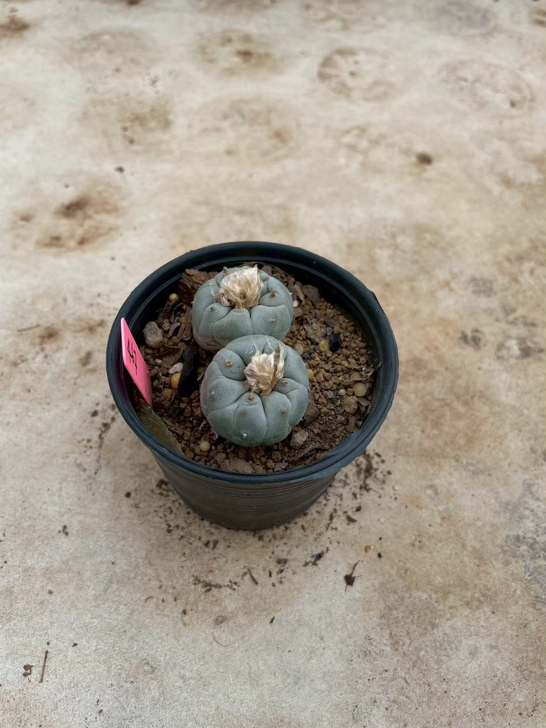 Lophophora williamsii Twin – Peyote Cactus (3-4 cm, Own Root)