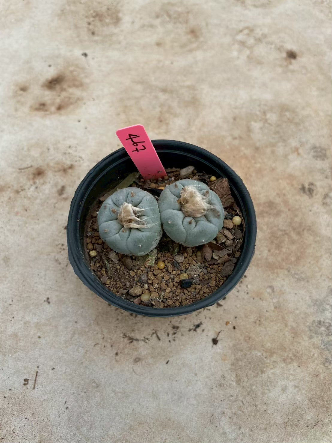 Lophophora williamsii Twin – Peyote Cactus (3-4 cm, Own Root)