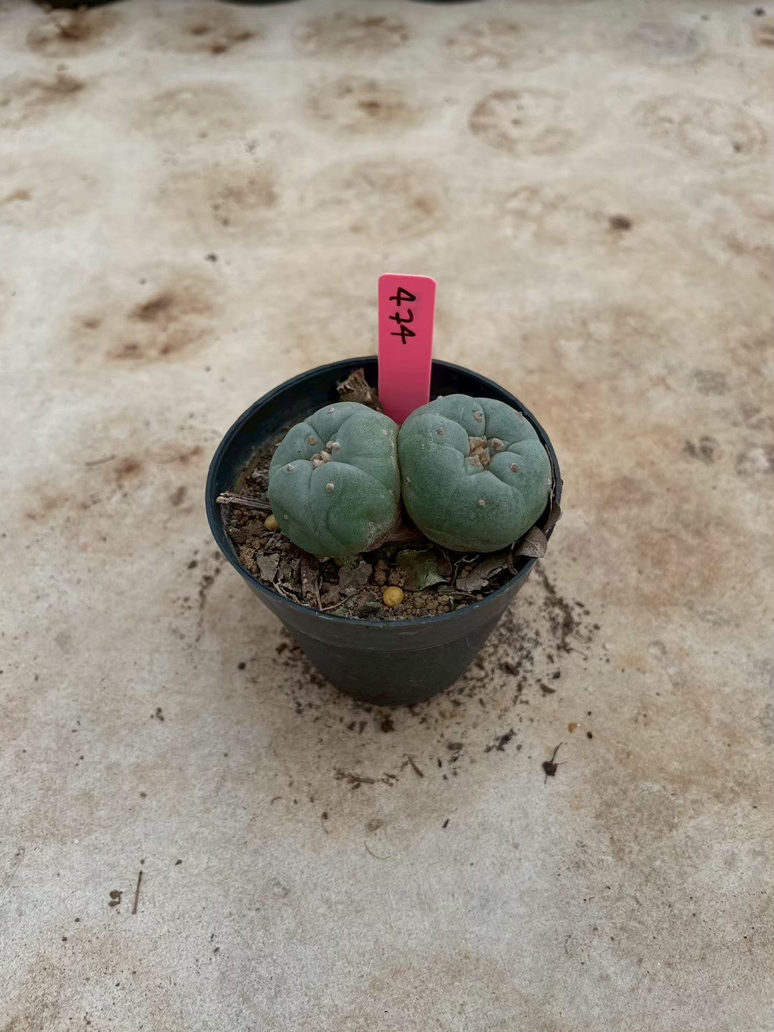 Lophophora williamsii Twin – Peyote Cactus (3-4 cm, Own Root)