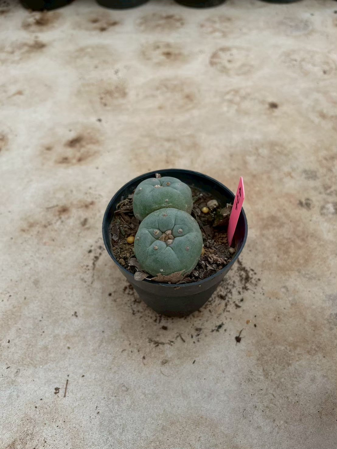 Lophophora williamsii Twin – Peyote Cactus (3-4 cm, Own Root)