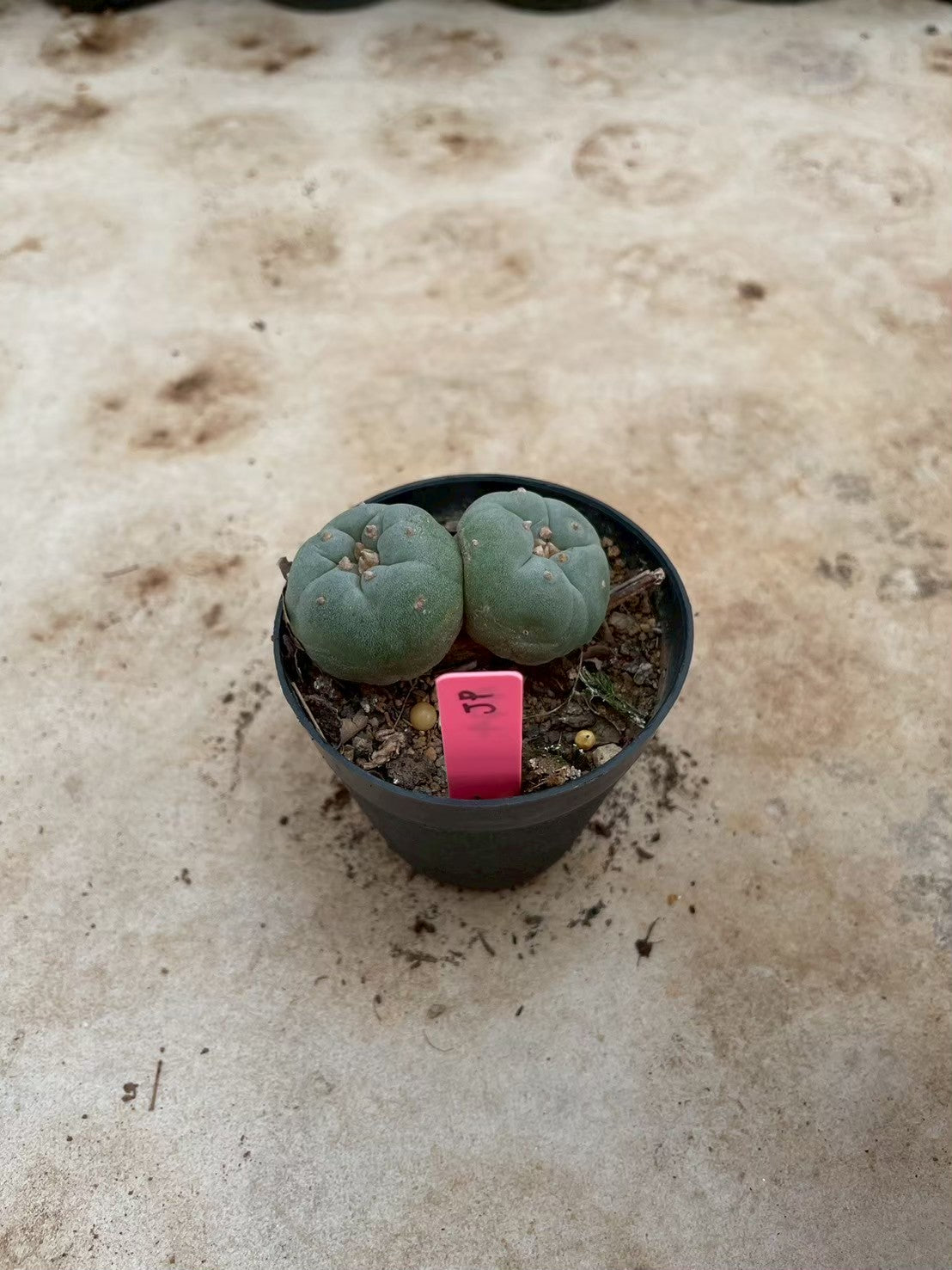 Lophophora williamsii Twin – Peyote Cactus (3-4 cm, Own Root)