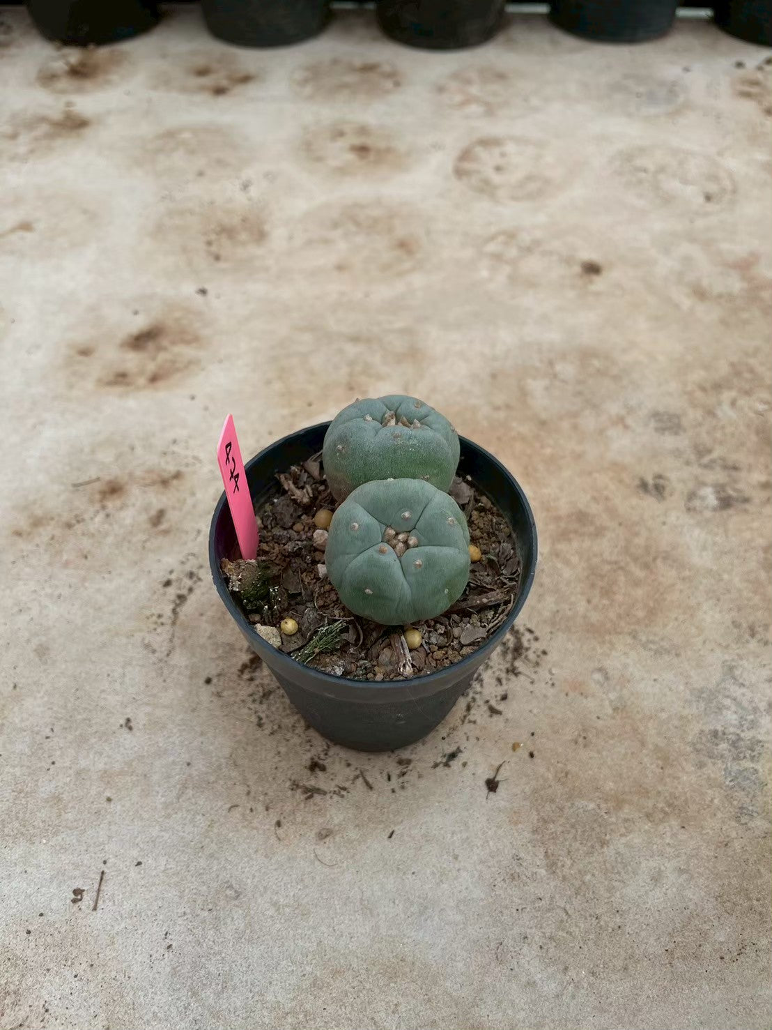Lophophora williamsii Twin – Peyote Cactus (3-4 cm, Own Root)
