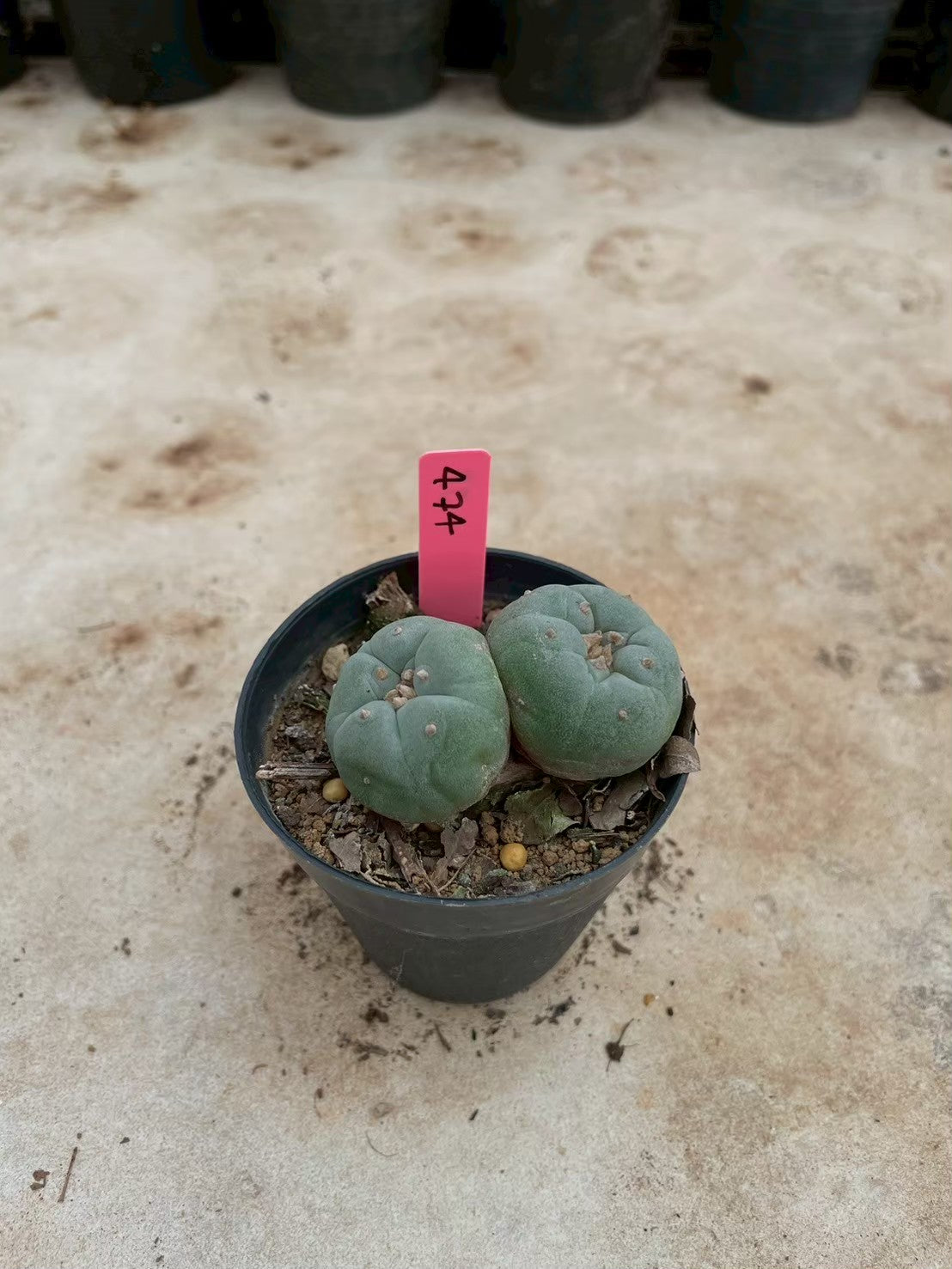 Lophophora williamsii Twin – Peyote Cactus (3-4 cm, Own Root)