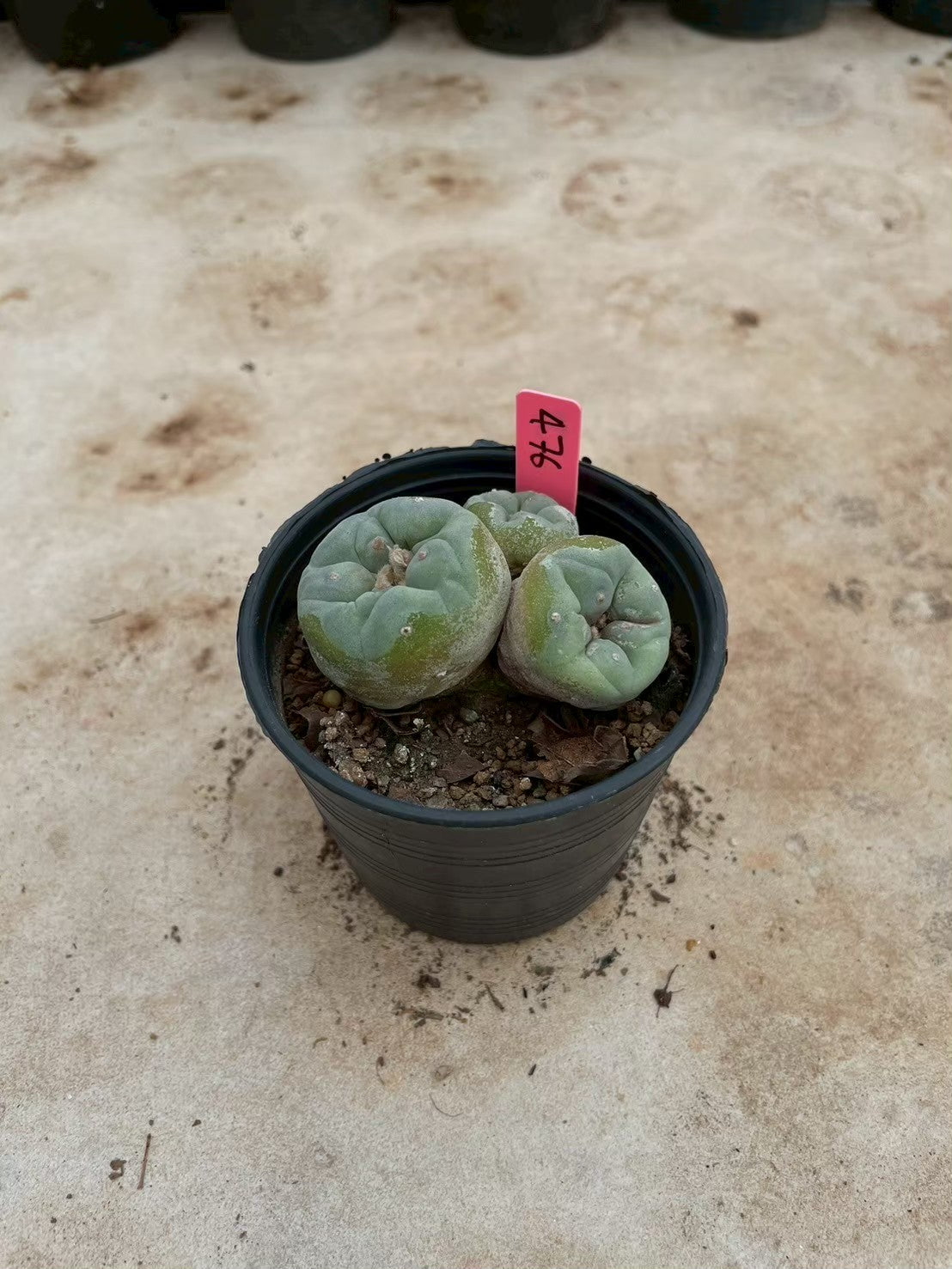 Lophophora williamsii Triple heads – Peyote Cactus (3-4 cm, Own Root)
