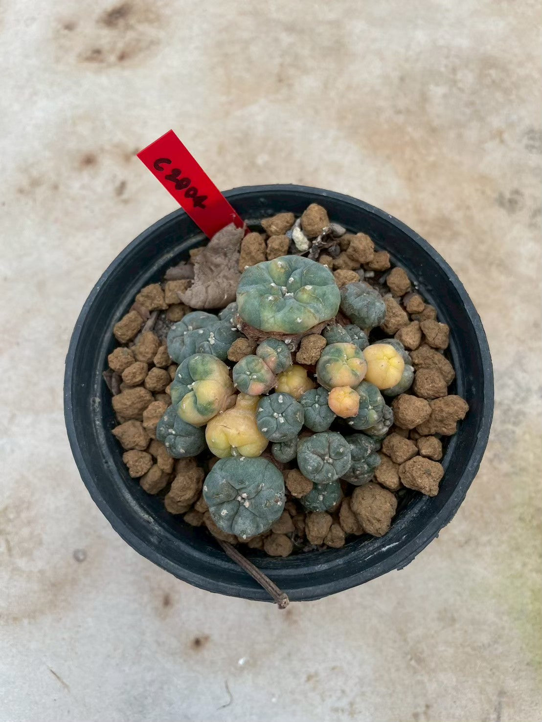Lophophora williamsii variegata  – Peyote Cactus (3-4 cm, Own Root)