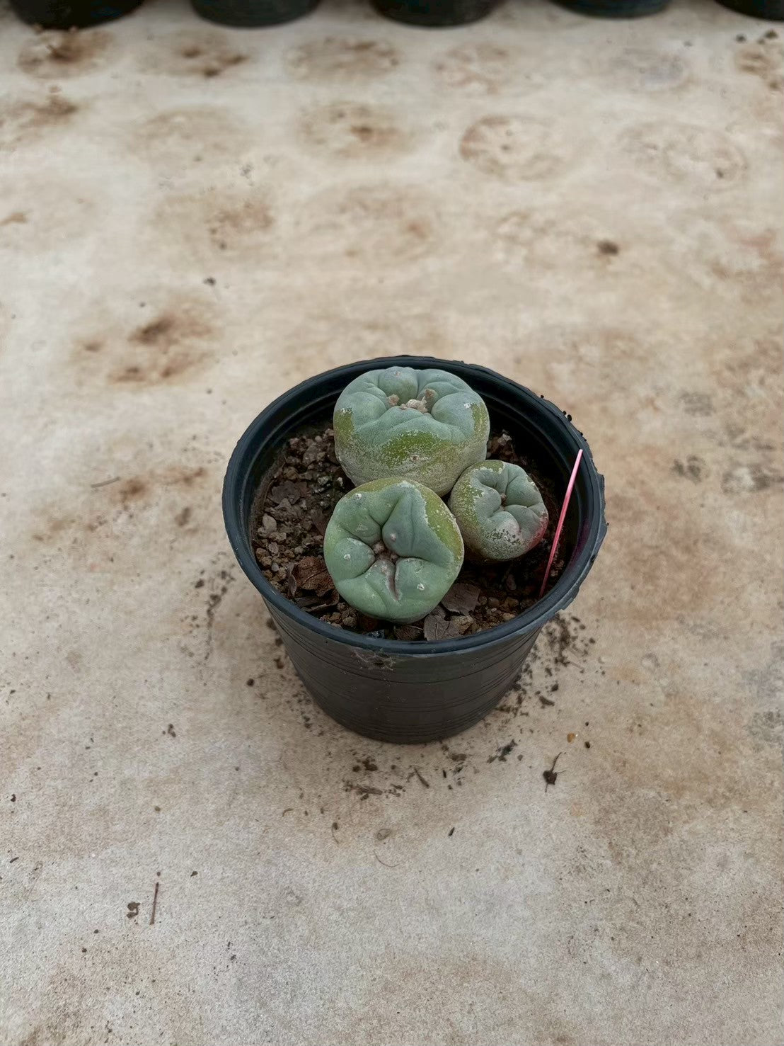 Lophophora williamsii Triple heads – Peyote Cactus (3-4 cm, Own Root)