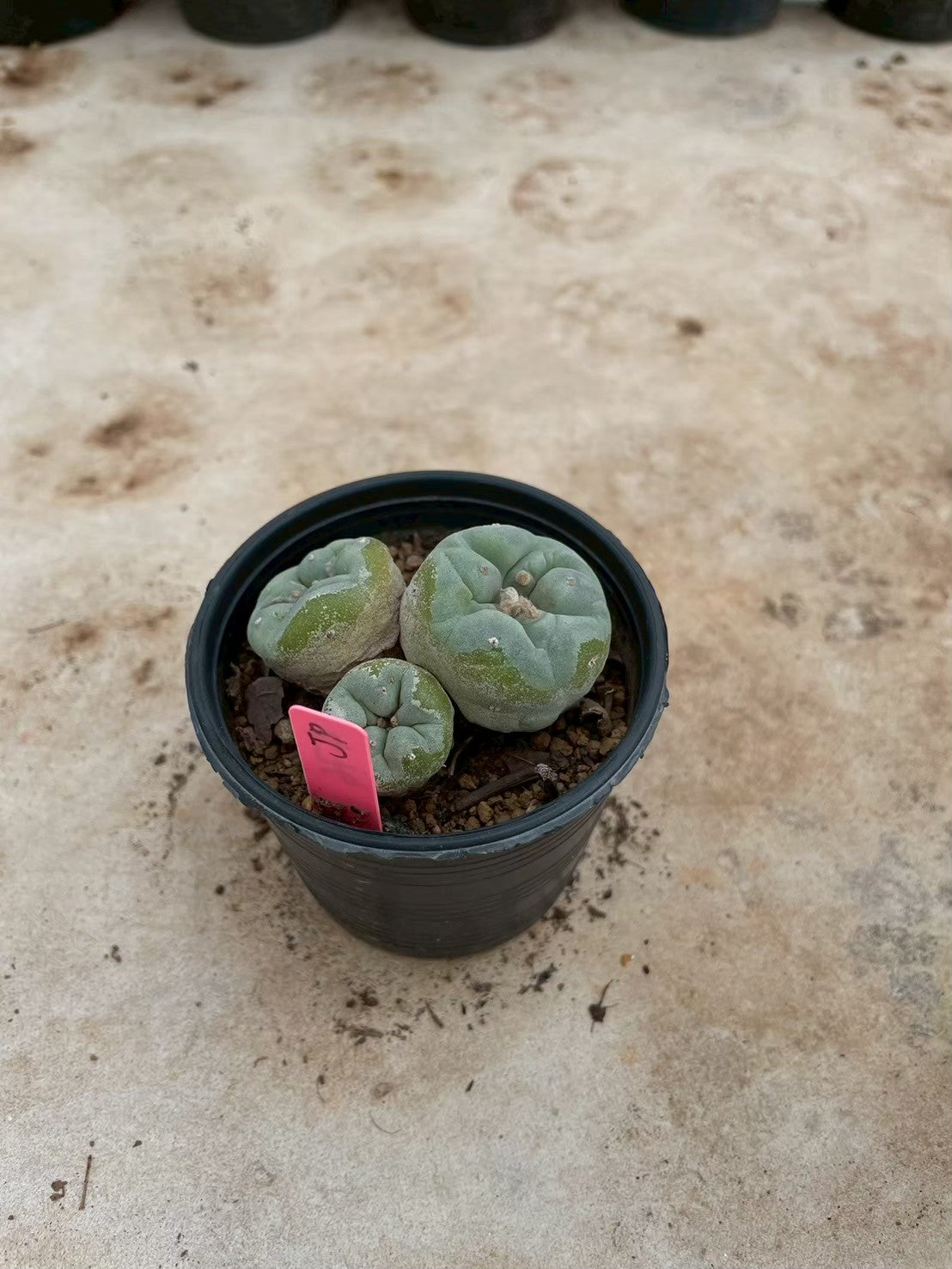 Lophophora williamsii Triple heads – Peyote Cactus (3-4 cm, Own Root)