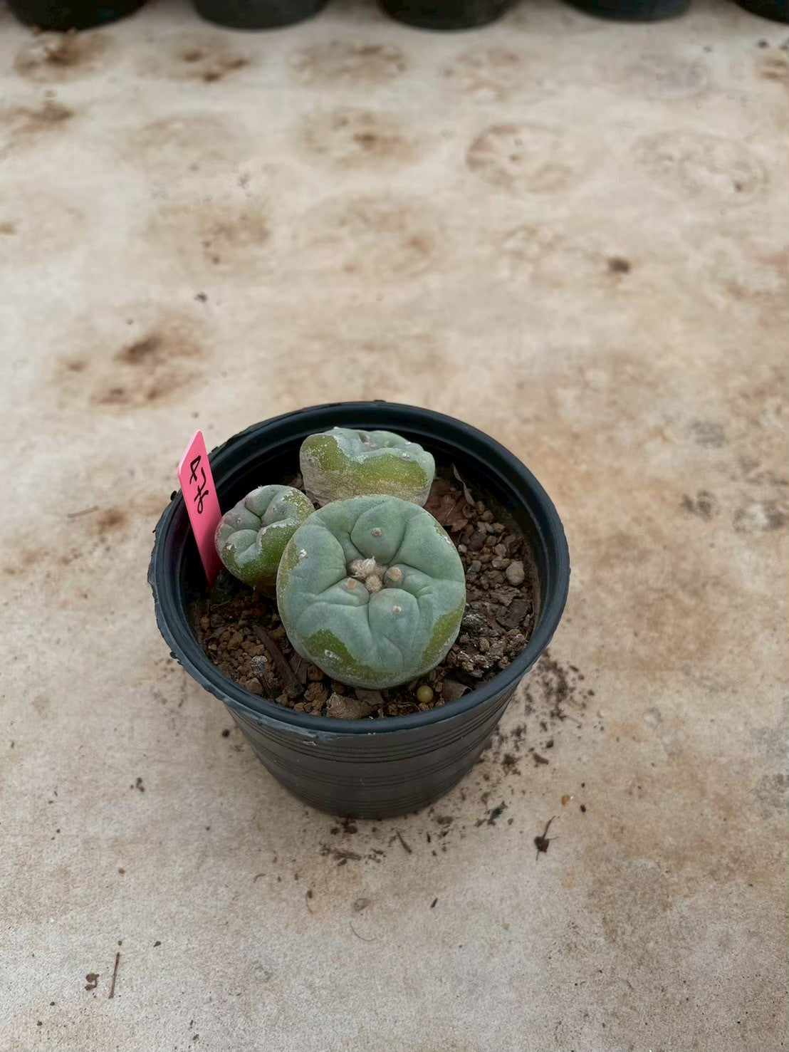 Lophophora williamsii Triple heads – Peyote Cactus (3-4 cm, Own Root)