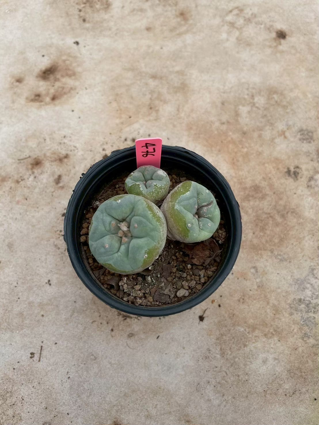 Lophophora williamsii Triple heads – Peyote Cactus (3-4 cm, Own Root)