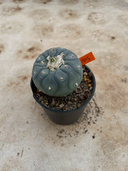 Lophophora williamsii – Peyote Cactus (3-4 cm, Own Root) 14 years old