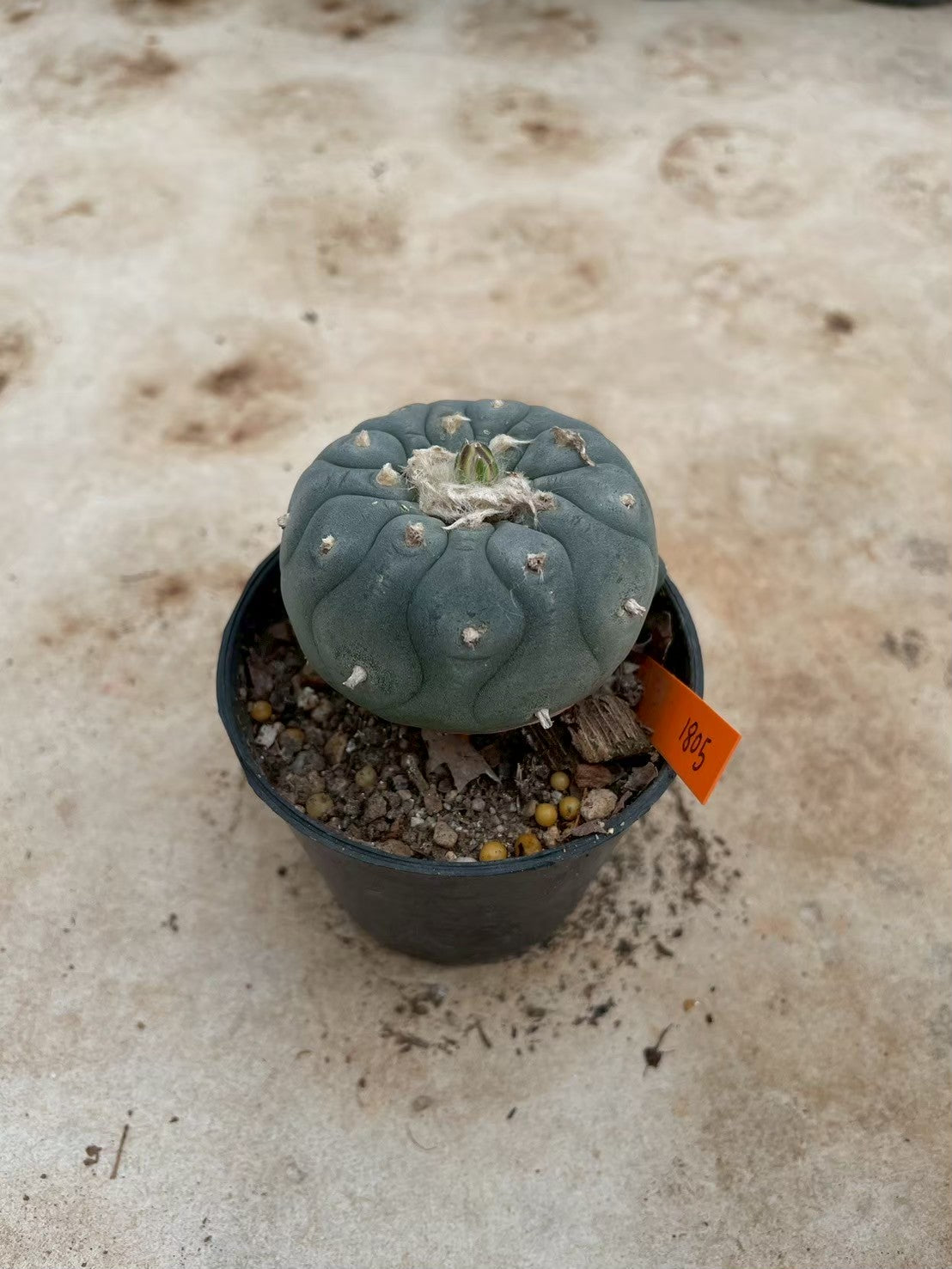 Lophophora williamsii – Peyote Cactus (3-4 cm, Own Root) 14 years old