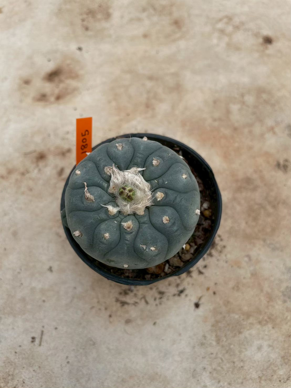 Lophophora williamsii – Peyote Cactus (3-4 cm, Own Root) 14 years old