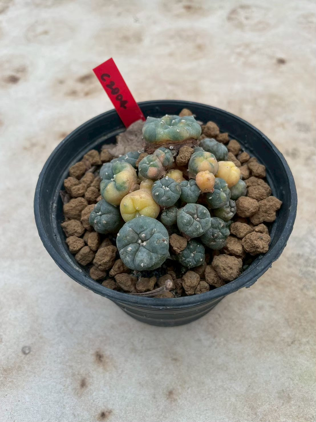 Lophophora williamsii variegata  – Peyote Cactus (3-4 cm, Own Root)
