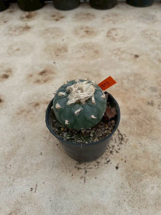Lophophora williamsii – Peyote Cactus (3-4 cm, Own Root) 14 years old