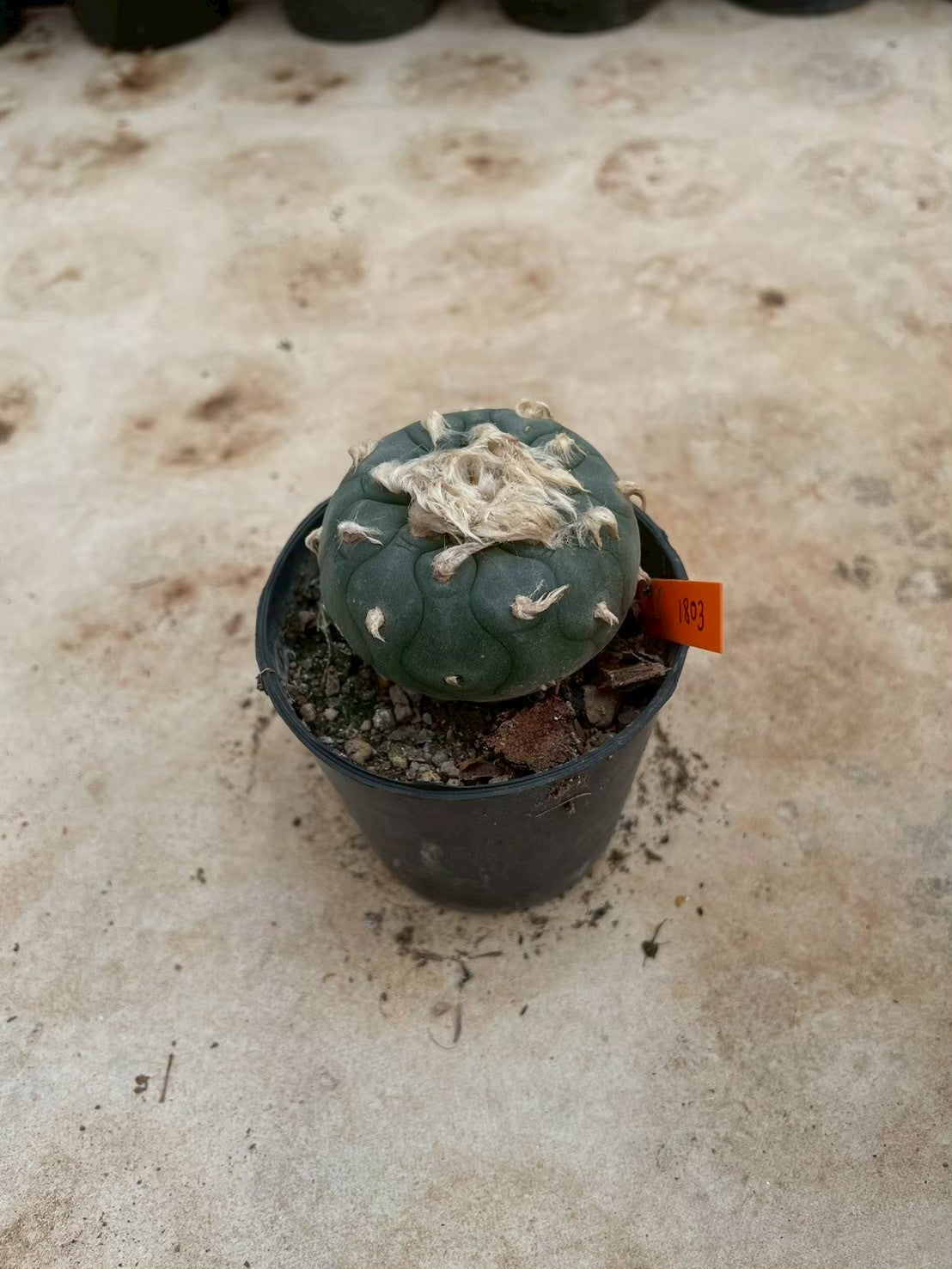 Lophophora williamsii – Peyote Cactus (3-4 cm, Own Root) 14 years old
