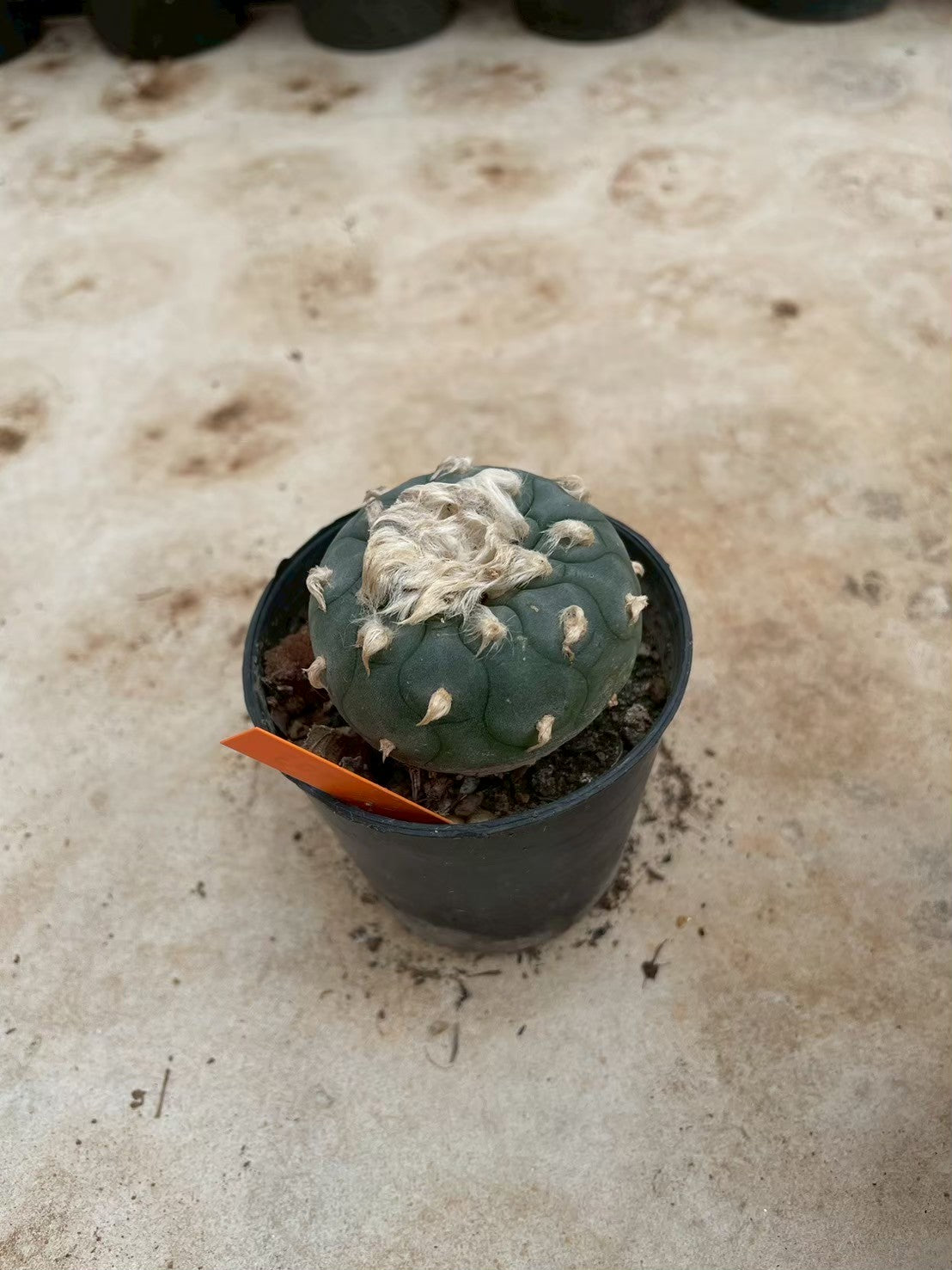 Lophophora williamsii – Peyote Cactus (3-4 cm, Own Root) 14 years old