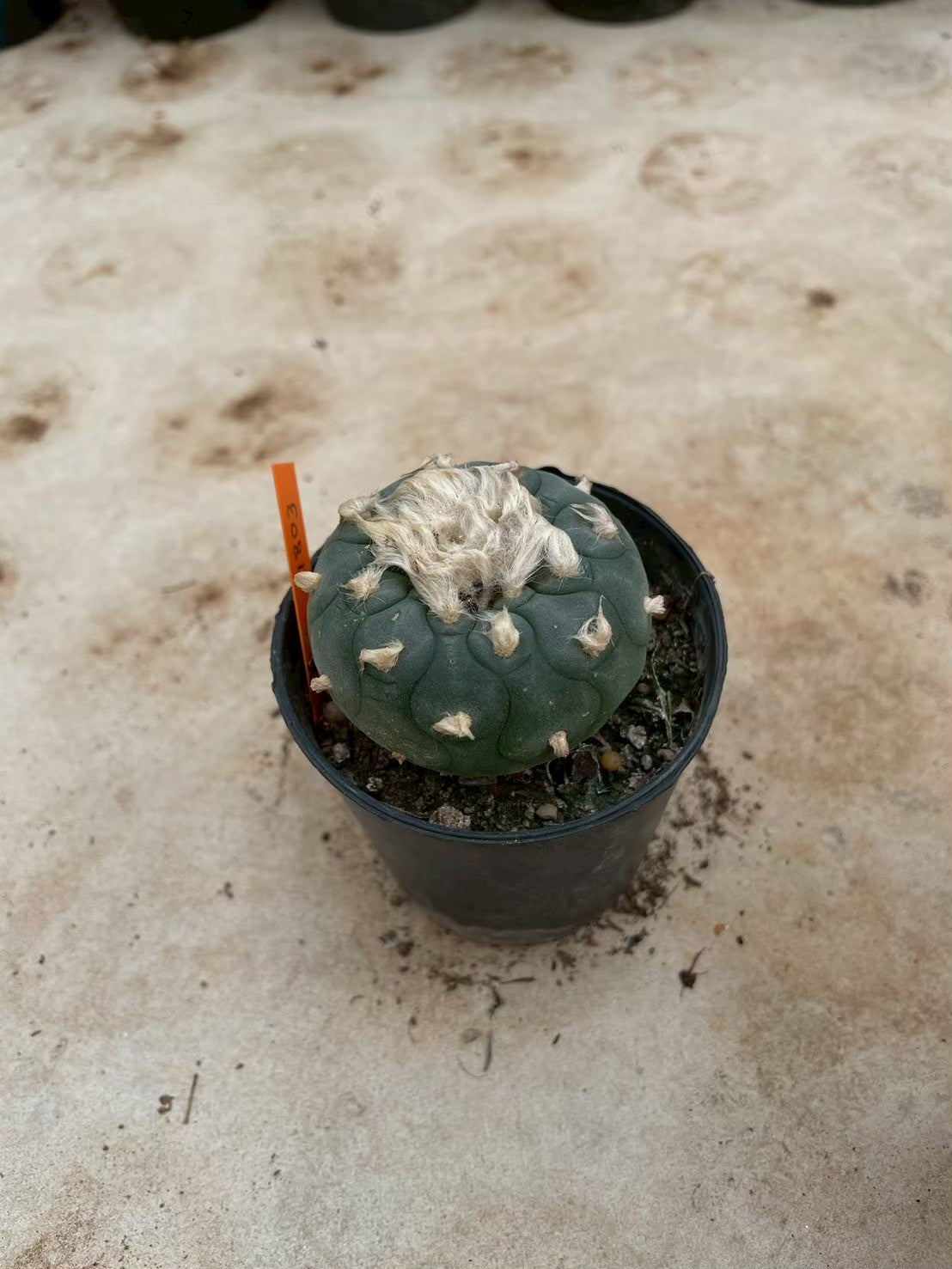 Lophophora williamsii – Peyote Cactus (3-4 cm, Own Root) 14 years old