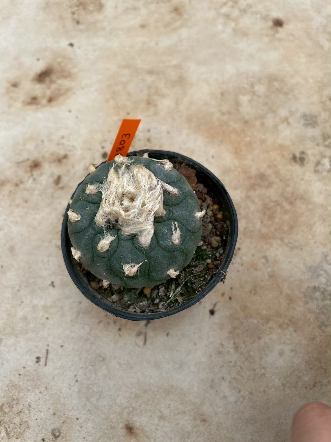 Lophophora williamsii – Peyote Cactus (3-4 cm, Own Root) 14 years old