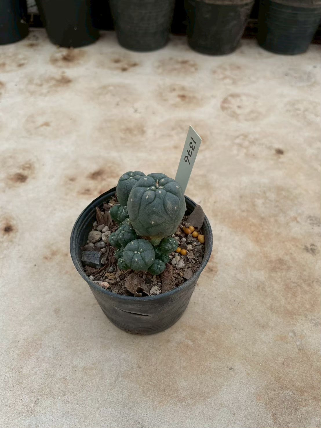 Lophophora williamsii – Peyote Cactus (3-4 cm, Own Root) 12 years old